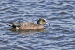 American Wigeon, Mareca americana