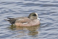 American Wigeon, Mareca americana