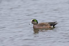 American Wigeon, Mareca americana