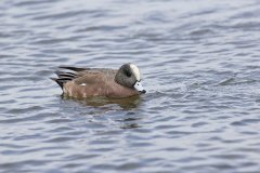 American Wigeon, Mareca americana