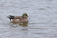 American Wigeon, Mareca americana