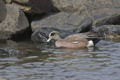 American Wigeon, Mareca americana