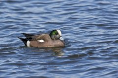 American Wigeon, Mareca americana