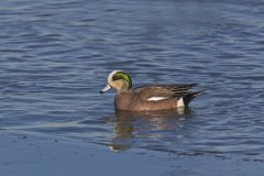 American Wigeon, Mareca americana