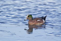 American Wigeon, Mareca americana