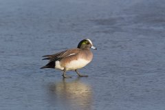 American Wigeon, Mareca americana