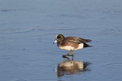 American Wigeon, Mareca americana