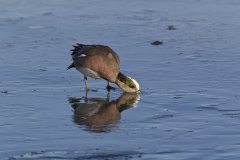 American Wigeon, Mareca americana