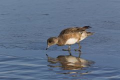 American Wigeon, Mareca americana