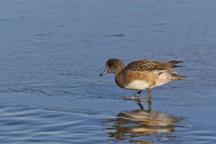 American Wigeon, Mareca americana