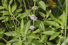 American Wild Mint,  Mentha canadensis