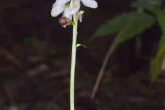 American Wintergreen, Pyrola americana