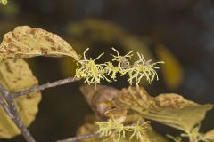 American Witch-hazel, Hamamelis virginiana