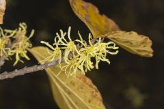 American Witch-hazel, Hamamelis virginiana