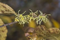 American Witch-hazel, Hamamelis virginiana