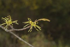 American Witch-hazel, Hamamelis virginiana