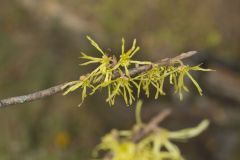 American Witch-hazel, Hamamelis virginiana