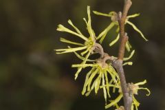 American Witch-hazel, Hamamelis virginiana