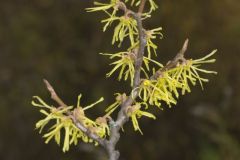 American Witch-hazel, Hamamelis virginiana