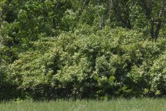 Amur Honeysuckle, Lonicera maackii