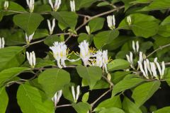 Amur Honeysuckle, Lonicera maackii