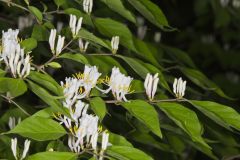 Amur Honeysuckle, Lonicera maackii