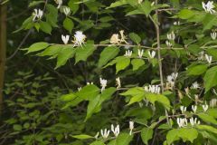 Amur Honeysuckle, Lonicera maackii