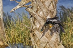 Anhinga, Anhinga anhinga