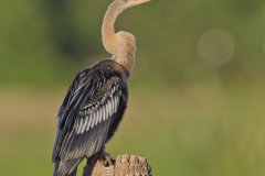 Anhinga, Anhinga anhinga