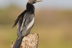 Anhinga, Anhinga anhinga