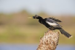 Anhinga, Anhinga anhinga