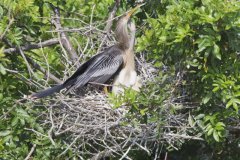 Anhinga, Anhinga anhinga