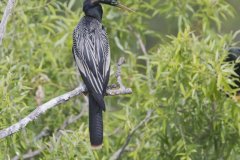 Anhinga, Anhinga anhinga