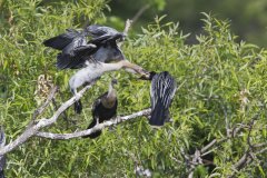 Anhinga, Anhinga anhinga