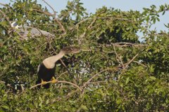 Anhinga, Anhinga anhinga