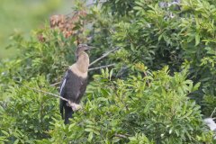 Anhinga, Anhinga anhinga