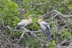 Anhinga, Anhinga anhinga