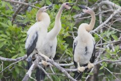 Anhinga, Anhinga anhinga