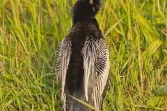 Anhinga, Anhinga anhinga