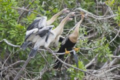 Anhinga, Anhinga anhinga