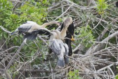 Anhinga, Anhinga anhinga