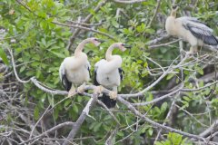 Anhinga, Anhinga anhinga