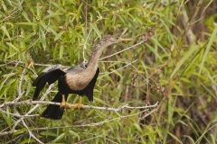 Anhinga, Anhinga anhinga