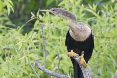 Anhinga, Anhinga anhinga