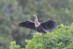 Anhinga, Anhinga anhinga