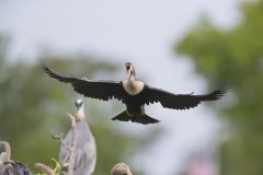 Anhinga, Anhinga anhinga