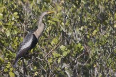 Anhinga, Anhinga anhinga