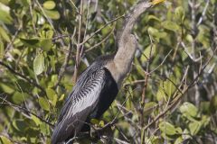 Anhinga, Anhinga anhinga