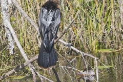 Anhinga, Anhinga anhinga