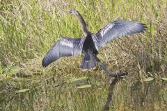 Anhinga, Anhinga anhinga